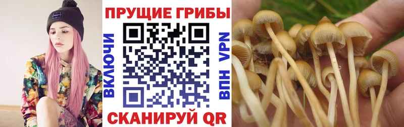 Псилоцибиновые грибы Psilocybine cubensis  Купить где  Пласт 